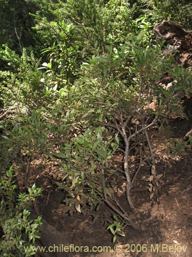 Image of Berberis serratodentata (Michay / Berberis / Calafate). Click to enlarge parts of image.